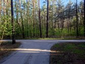 Parduodamas miškas (pušynas) 5,00 ha,