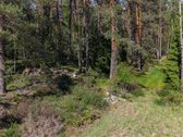 Parduodamas unikalus 31.53 a. namų valdos - nuotraukos Nr. 5