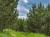 Žemės Ūkio Paskirties Sklypas Su Kaimo - nuotraukos Nr. 10