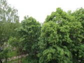 Nuomojamas Jaukus 2 Kambarių Butas Kalniečiuose - nuotraukos Nr. 7