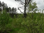 Sklypas yra vaziuojant senu Moletu - nuotraukos Nr. 2