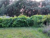 Skirsnemunėje parduodamas dviejų aukštų - nuotraukos Nr. 36