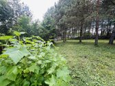 Jauki sodyba Labanoro regiono pašonėje – - nuotraukos Nr. 10