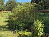 Parduodama 1/2 sodybos dalis, šalia Panevėžio - nuotraukos Nr. 11