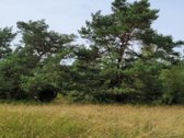 4.7ha Prie Nemuno, du sklypai 1.1ha ir 3.6ha - nuotraukos Nr. 6