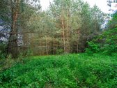 Parduodamas vaizdingas 47,85 a. žemės sklypas - nuotraukos Nr. 21