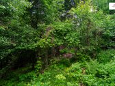 Parduodamas vaizdingas 47,85 a. žemės sklypas - nuotraukos Nr. 23