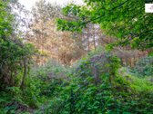 Parduodamas vaizdingas 47,85 a. žemės sklypas - nuotraukos Nr. 24