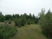 Vienkiemis mieste. - nuotraukos Nr. 6