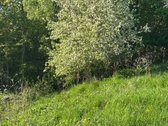 Parduodamas išskirtinis 2,32 ha sklypas su - nuotraukos Nr. 4