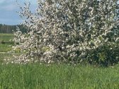 Parduodamas išskirtinis 2,32 ha sklypas su - nuotraukos Nr. 7