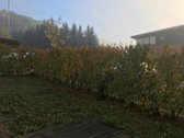 Privačių namų kvartale šalia Lampiedžių ežero - nuotraukos Nr. 19
