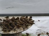 Parduodama ypatingai gražioje vietoje sodyba - nuotraukos Nr. 47