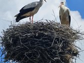 Parduodami 15,26ha bendro ploto sklypai su - nuotraukos Nr. 12