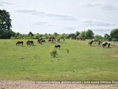 Visiškai šalia Riešės gyvenvietės parduodami - nuotraukos Nr. 12