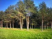 Nuostabioje vietoje, Širvintų rajone, Juodkų - nuotraukos Nr. 24