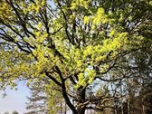 Nuostabioje vietoje, Širvintų rajone, Juodkų - nuotraukos Nr. 25