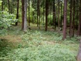Įvažiavimas į mišką iš Bajorų g.  - nuotraukos Nr. 5