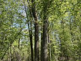 Parduodamas miško ūkio paskirties sklypas - nuotraukos Nr. 3