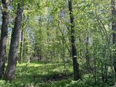 Parduodamas miško ūkio paskirties sklypas - nuotraukos Nr. 4