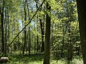 Parduodamas miško ūkio paskirties sklypas - nuotraukos Nr. 6