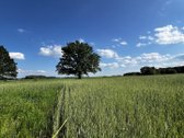 Parduodama jauki sodyba su ūkio paskirties - nuotraukos Nr. 16