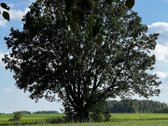 Parduodama jauki sodyba su ūkio paskirties - nuotraukos Nr. 14
