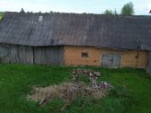 Sodyba su dideliu 0,92 ha sklypu Pasvalio r. - nuotraukos Nr. 9