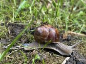 Parduodamas sodo namas su sklypu Alyvų g., - nuotraukos Nr. 25
