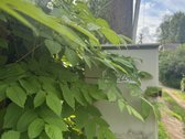 Parduodamas sodo namas su sklypu Alyvų g., - nuotraukos Nr. 24