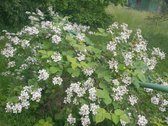 Parduodamas sklypas su pradėtu statyti - nuotraukos Nr. 37
