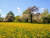 Labai gražioje,ramioje oliesi - nuotraukos Nr. 2