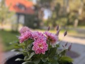 "Ramybės oazė žalumos apsuptyje - namas , - nuotraukos Nr. 7