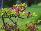 Namai, kuriuose dera modernumas ir natūrali - nuotraukos Nr. 36