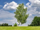 Namai, kuriuose dera modernumas ir natūrali - nuotraukos Nr. 34