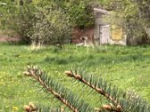Parduodama Sodyba Su ~4 Ha Žemės Klaipėdos Raj. - nuotraukos Nr. 3