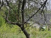 Parduodama Sodyba Su ~4 Ha Žemės Klaipėdos Raj. - nuotraukos Nr. 5