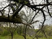 Parduodama Sodyba Su ~4 Ha Žemės Klaipėdos Raj. - nuotraukos Nr. 7