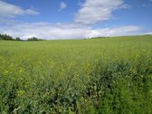 15852m²
