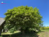 Parduodamas 7,83 ha Sklypas Su Autentiška - nuotraukos Nr. 29