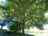 Parduodamas 7,83 ha Sklypas Su Autentiška - nuotraukos Nr. 30