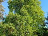 Parduodami Sklypai Viename Mažiausiai Žmogaus - nuotraukos Nr. 7