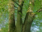 Parduodami Sklypai Viename Mažiausiai Žmogaus - nuotraukos Nr. 8