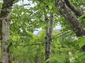 Ramybės oazė vos keliolika kilometrų nuo - nuotraukos Nr. 21