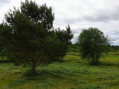Parduodamas Dovilų miestelyje 19 arų namų - nuotraukos Nr. 7