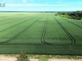 Parduodamas 70 arų žemės ūkio paskirties - nuotraukos Nr. 5