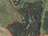 Parduodamas 20 metų beržo, eglės, juodalksnio - nuotraukos Nr. 2