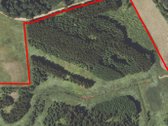 Parduodamas 20 metų beržo, eglės, juodalksnio - nuotraukos Nr. 3