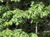Erdvus 16,05 arų sklypas Tarandėje – - nuotraukos Nr. 11