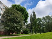 Langai įšeina į pėsčiujų taką, parkelį. Visą